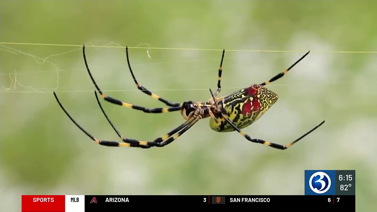 Invasive flying spiders inch closer to Connecticut - Vimarsana News