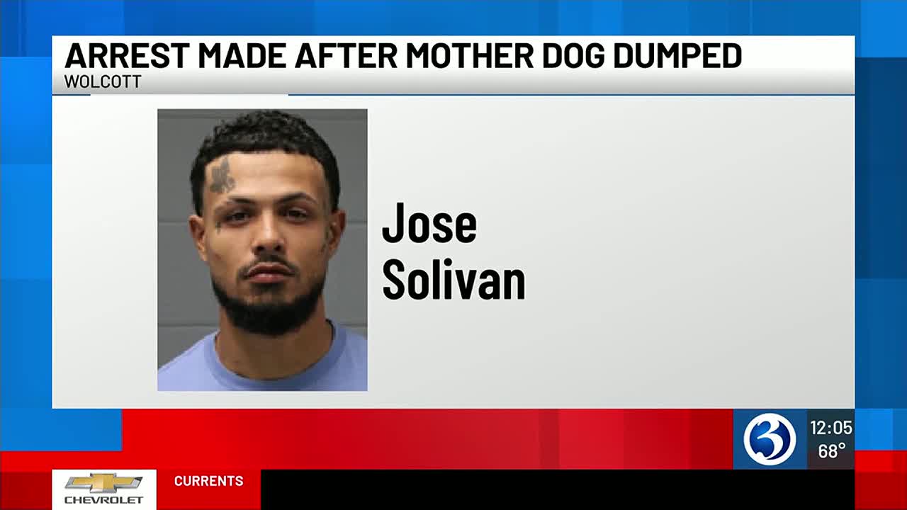 Man arrested for abandoning mother dog, selling her puppies - Vimarsana News