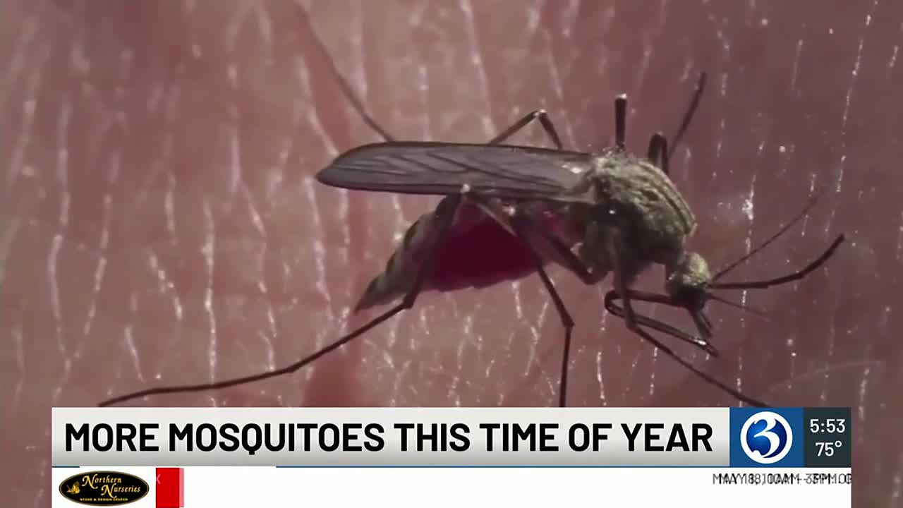 Rainfall totals and rising temperatures mean more mosquitos this year - Vimarsana News